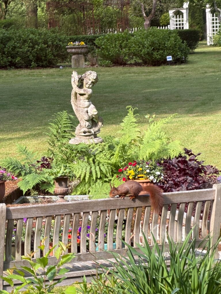 Kolthoorn-tuin-eekhoorn-op-tuinbank