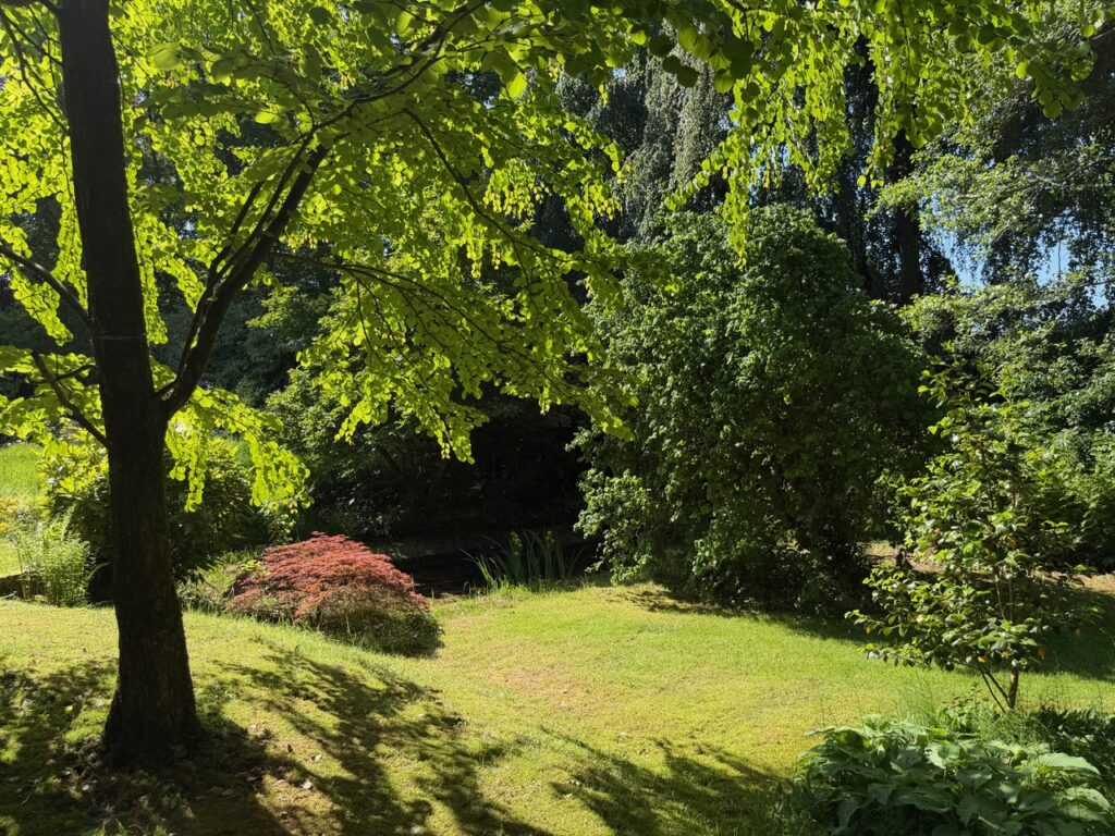 Kolthoorn tuin, Japanse boom